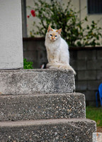 Cat on Steps